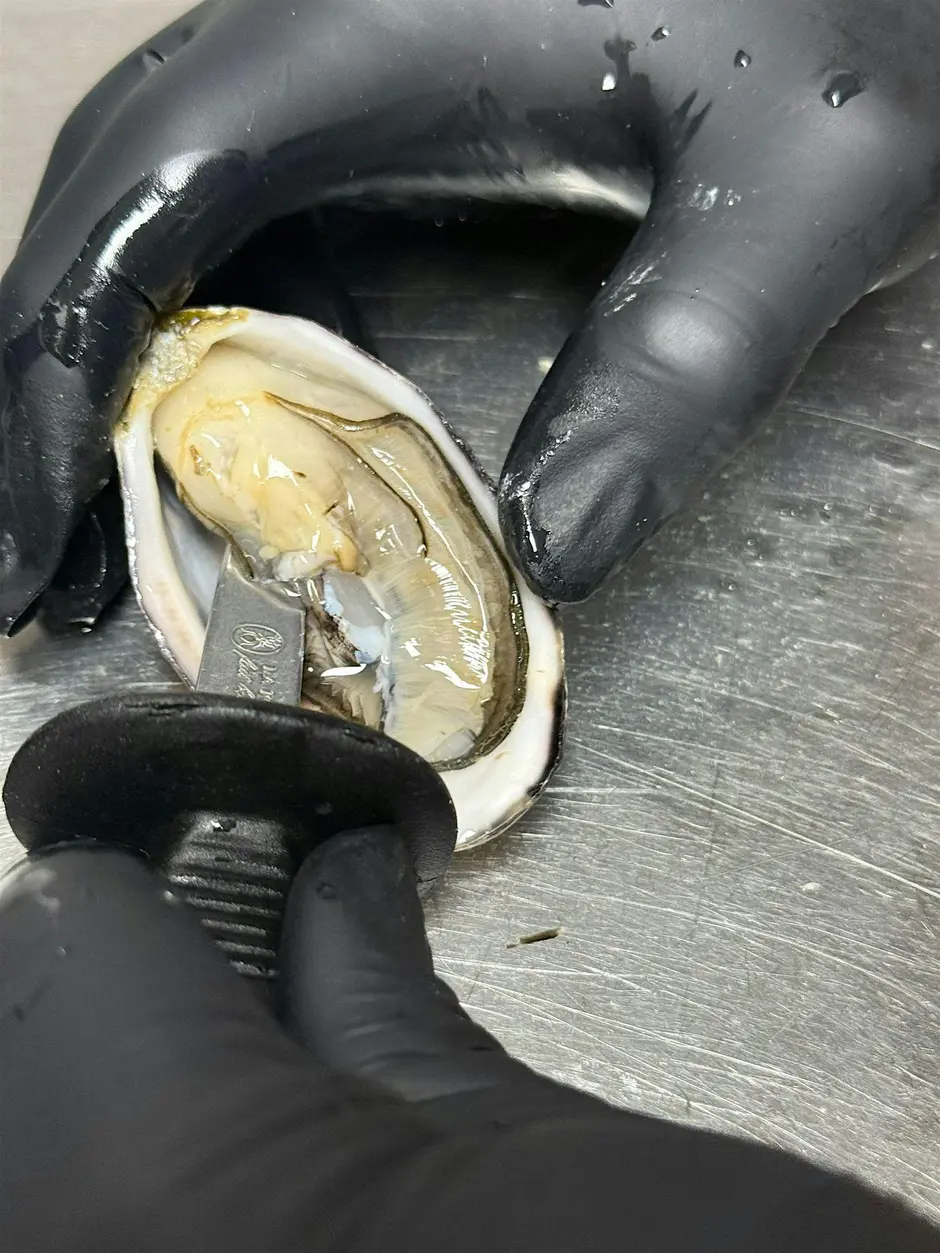 Black-gloved hands shucking a fresh oyster